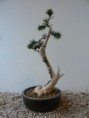 /album/bonsaje/a21-tis-obycajny-taxus-baccata-2011-jpg/